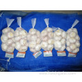 Jinxiang Normal White Garlic Crop 2019